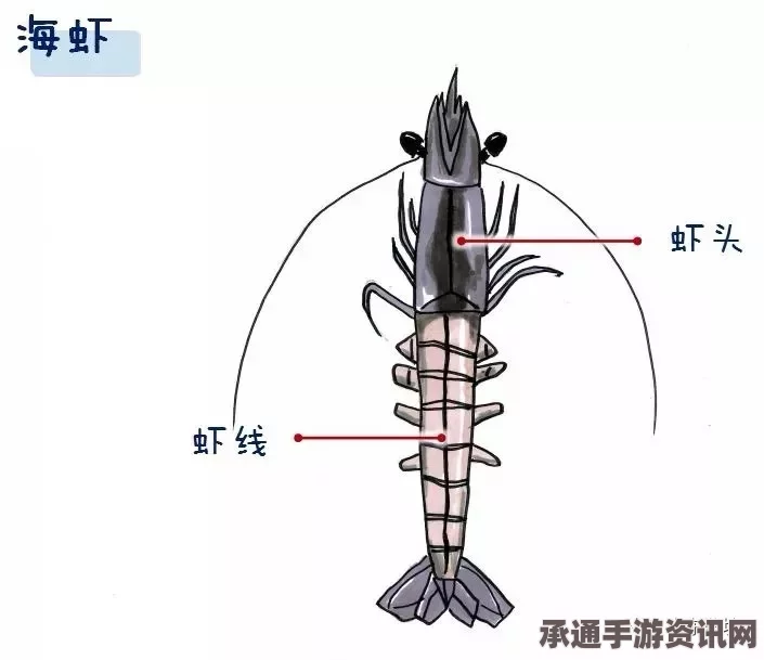 澳大利亚大虾手指分离器捕捉技巧与方法解析