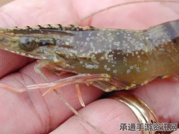 澳大利亚凶猛大虾手指分离器的徒手捕捉技巧与方法解析