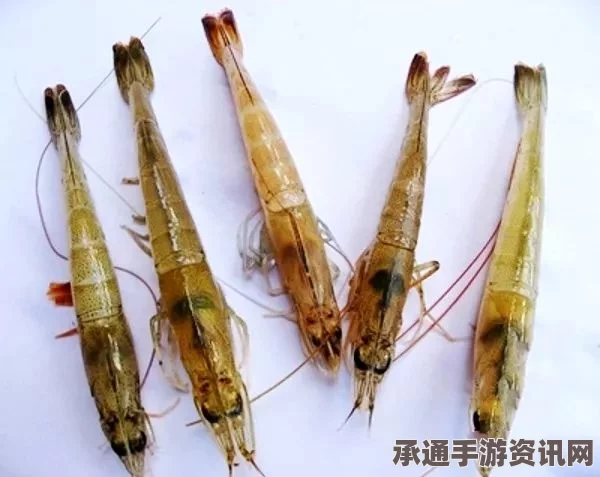 澳大利亚凶猛大虾手指分离器的徒手捕捉技巧与方法解析
