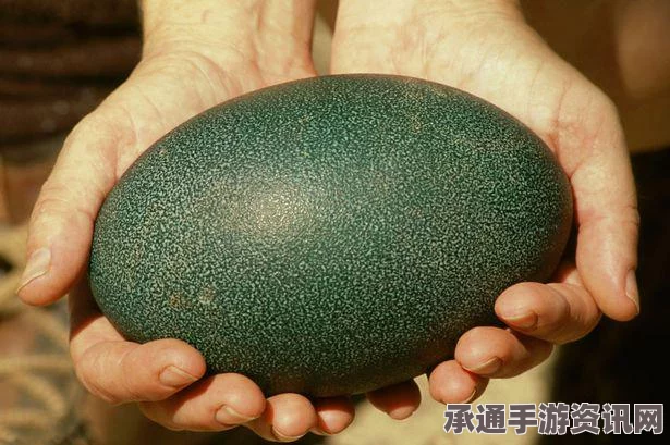 英国现巨型鸸鹋蛋，烹饪技巧与美食制作