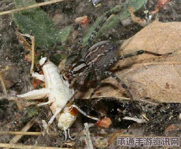 澳洲小蜘蛛智斗棕蛇，技巧解析、实战策略及问答揭秘