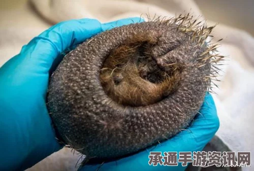 英国刺猬秃头症背后的压力故事揭秘