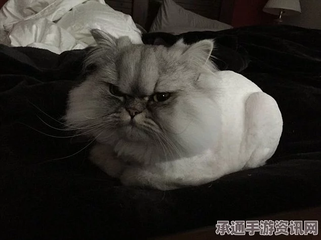 愤怒猫Albert再度归来，外星猫风采展现与技巧深度解析（高清组图欣赏）