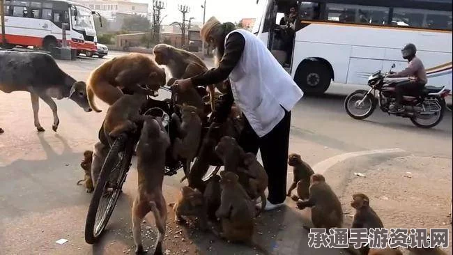 印度猴子捣蛋行为引发关注，解读事件与应对技巧，被关笼游街示众背后的反思与探讨