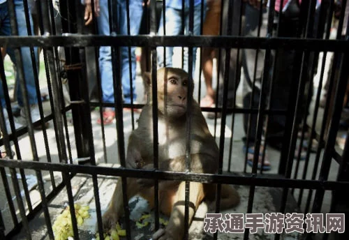 印度猴子捣蛋行为引发关注，被关笼游街示众—事件解读与应对技巧探讨