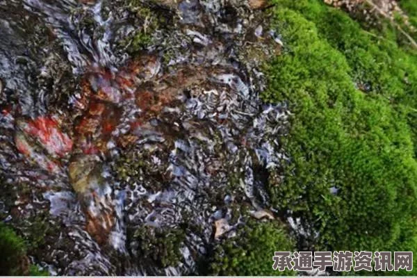 黑沟渠探索攻略，应对恶意挑战的技巧与方法全解析