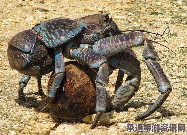 揭秘自然奇观，与巨型椰子蟹的邂逅——攀爬特性与拍照留念指南