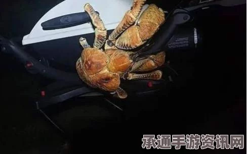 探索自然奇观，与巨型椰子蟹的亲密接触—拍照留念技巧与巨螯攀爬能力解析