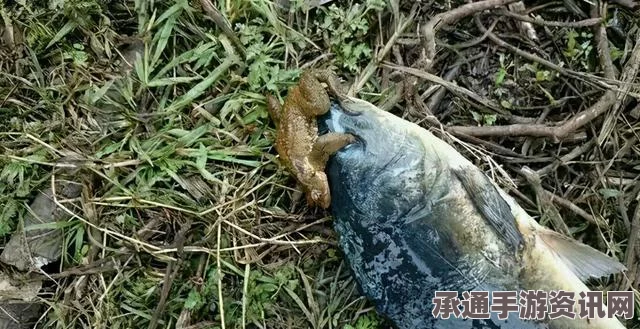 黑神话悟空，金色鲤角色作用与技巧深度解析