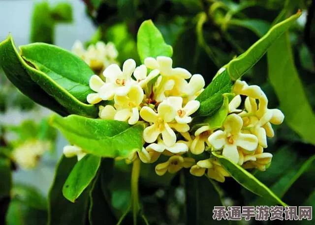 恶意不息青蒿购买指南，位置与技巧方法详解
