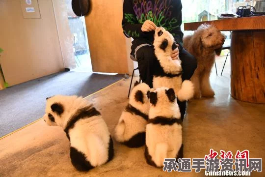 新加坡松狮犬变身大熊猫，染色技巧揭秘与独特体验分享