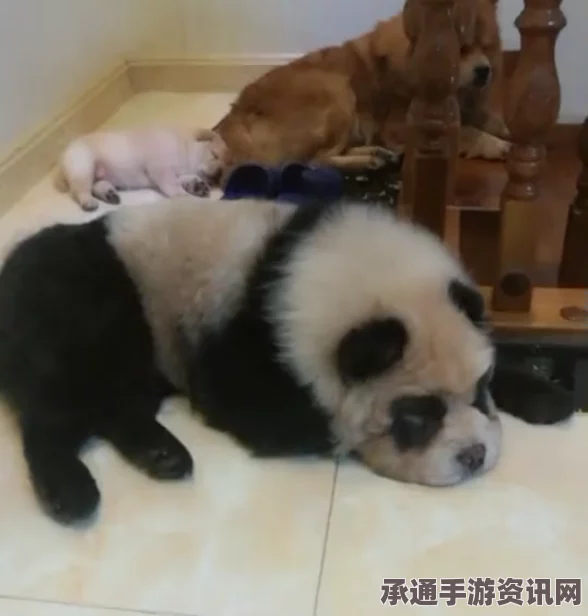 新加坡松狮犬变身大熊猫，染色技巧与独特体验
