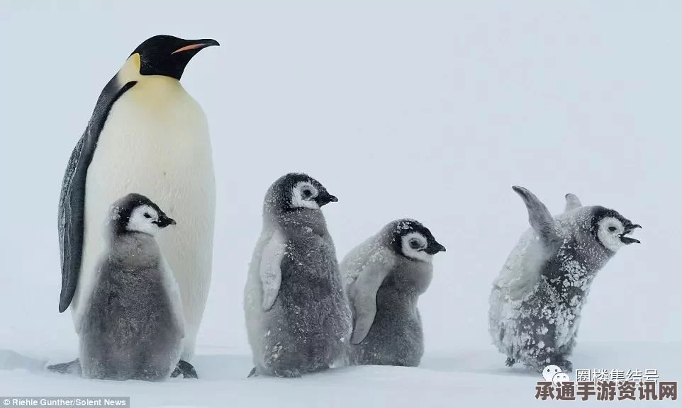 萌萌哒南极帝企鹅宝宝，依偎取暖御暴风雪的可爱瞬间