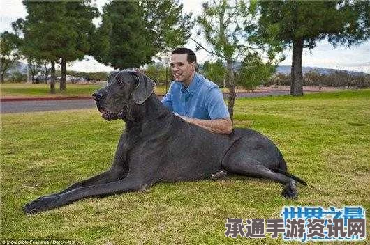 美国大丹狗创纪录，身高超两米重达百斤，或成世界最高狗王之巅