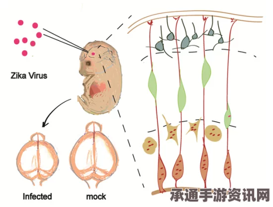 寨卡病毒肆虐美洲，现场组图及应对策略与技巧方法详解