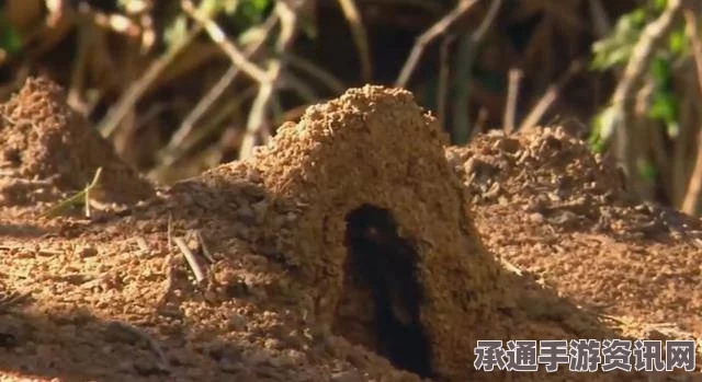 印度少女耳朵惊现蚁穴，奇特现象背后的应对技巧与方法