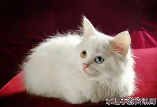 澳大利亚圆脸呆萌波斯猫网络走红，摇滚乐舞与技巧方法的探索