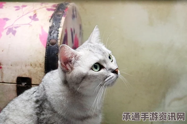 澳大利亚圆脸呆萌波斯猫网络走红，摇滚乐舞与技巧方法的探索