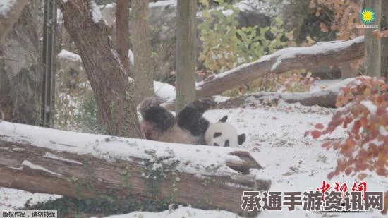 模仿大熊猫玩雪，美国男子穿熊猫服体验乐趣与技巧