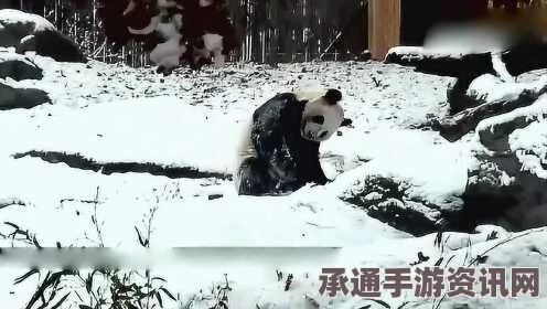 大熊猫玩雪视频风靡网络，美国男子跟风穿熊猫服玩雪—模仿中的技巧与乐趣