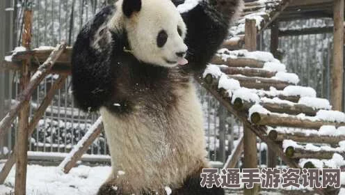 大熊猫玩雪视频风靡网络，美国男子跟风穿熊猫服玩雪—模仿中的技巧与乐趣