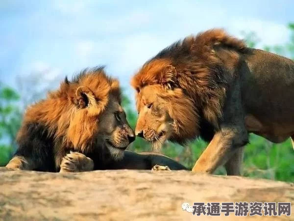 迪拜土豪家养狮子出逃现场，揭秘养狮技巧与应对方法