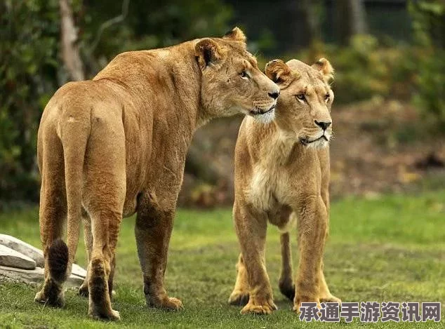 迪拜土豪家养狮子出逃现场，揭秘养狮技巧与应对方法