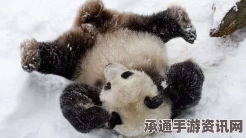 美国大熊猫玩雪视频风靡，男子穿熊猫服跟风玩雪的技巧与方法