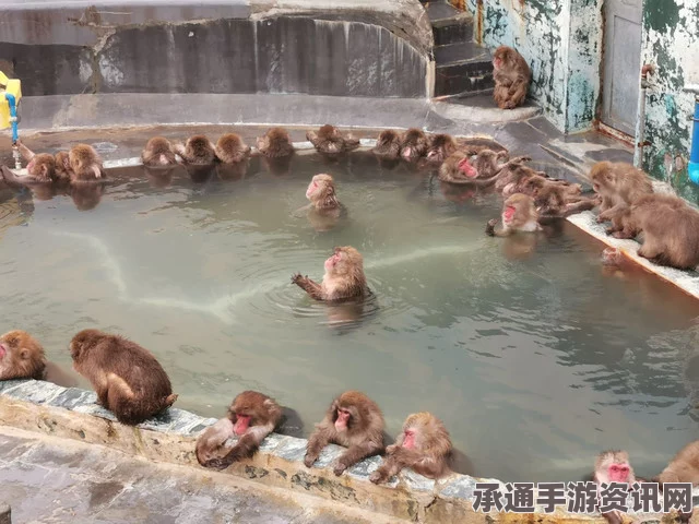 日本琦玉县东武动物园猴子泡温泉，享受温泉与水果的惬意时光