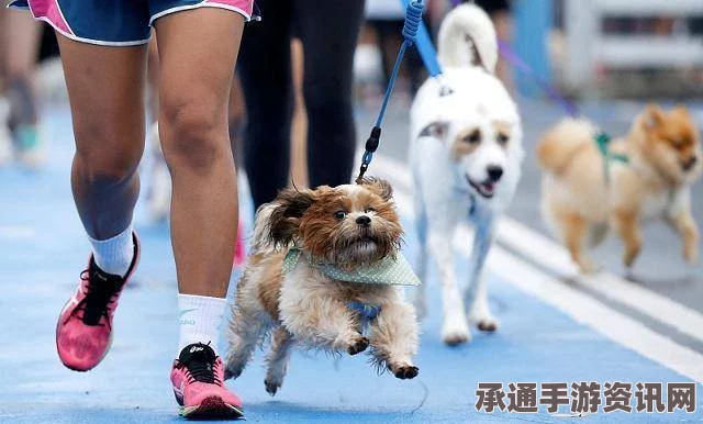 小狗混进马拉松比赛跑完21公里，获得第七名，奇迹背后的技巧方法