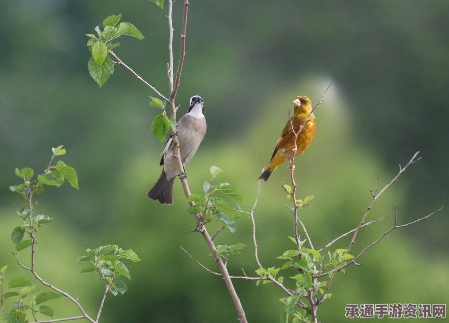 奇迹暖暖踏青礼包上线，公主级双倍开放—游戏技巧与方法详解