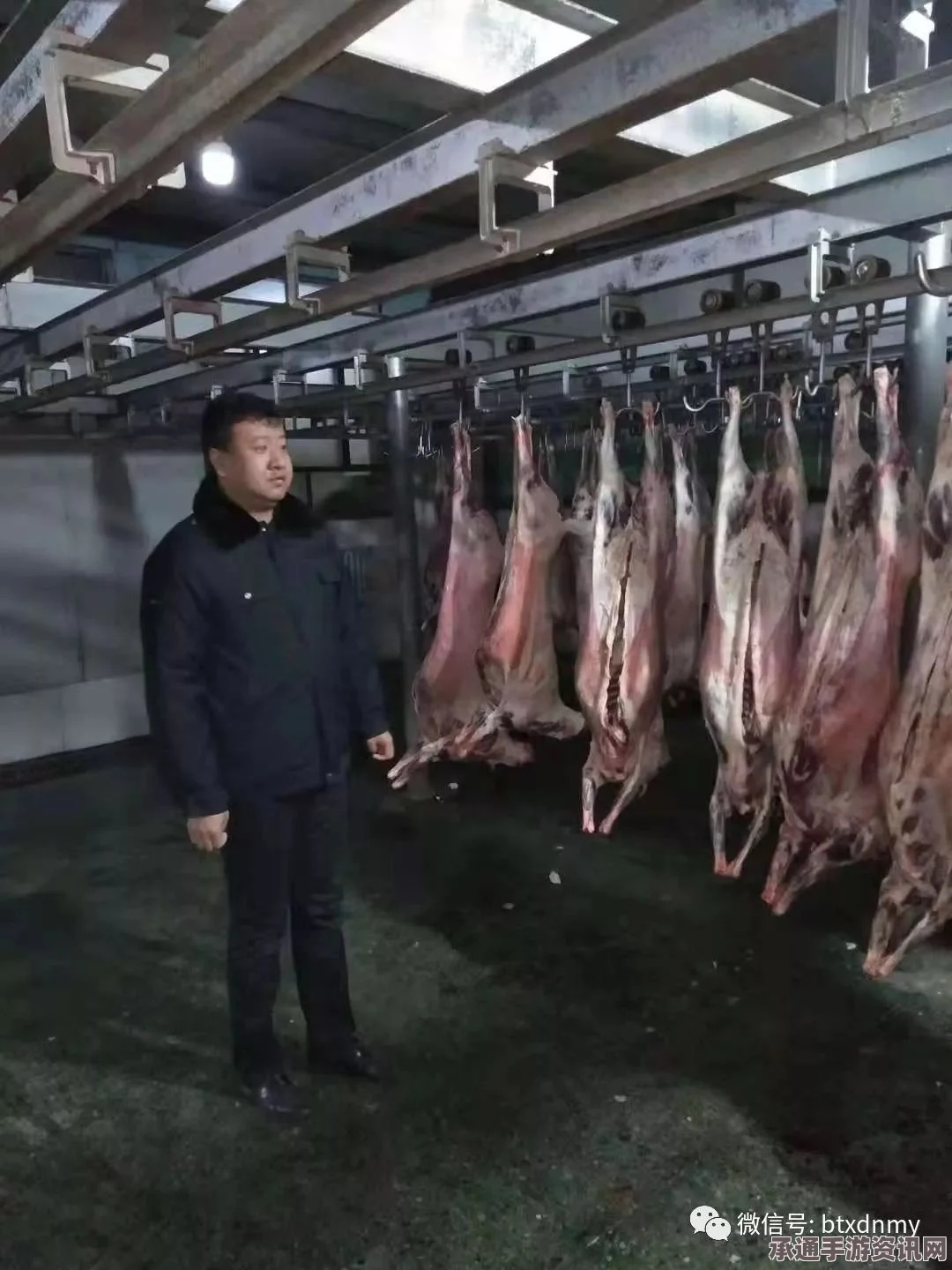 沙特骆驼屠宰场传统宰杀方式引发争议，棍刑与探讨