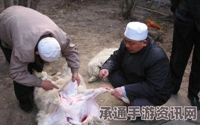 曝沙特屠宰场宰杀骆驼前的棍刑，传统屠宰方式的争议与探讨