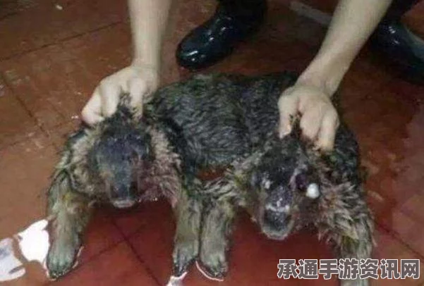 龙之信条2支线任务攻略，水边蜥蜴挑战详解与技巧方法分享
