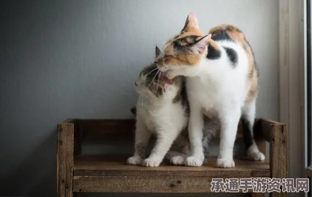 猫咪神秘消失五年再现，跨越半个美国与主人重逢，寻找与团聚的技巧方法