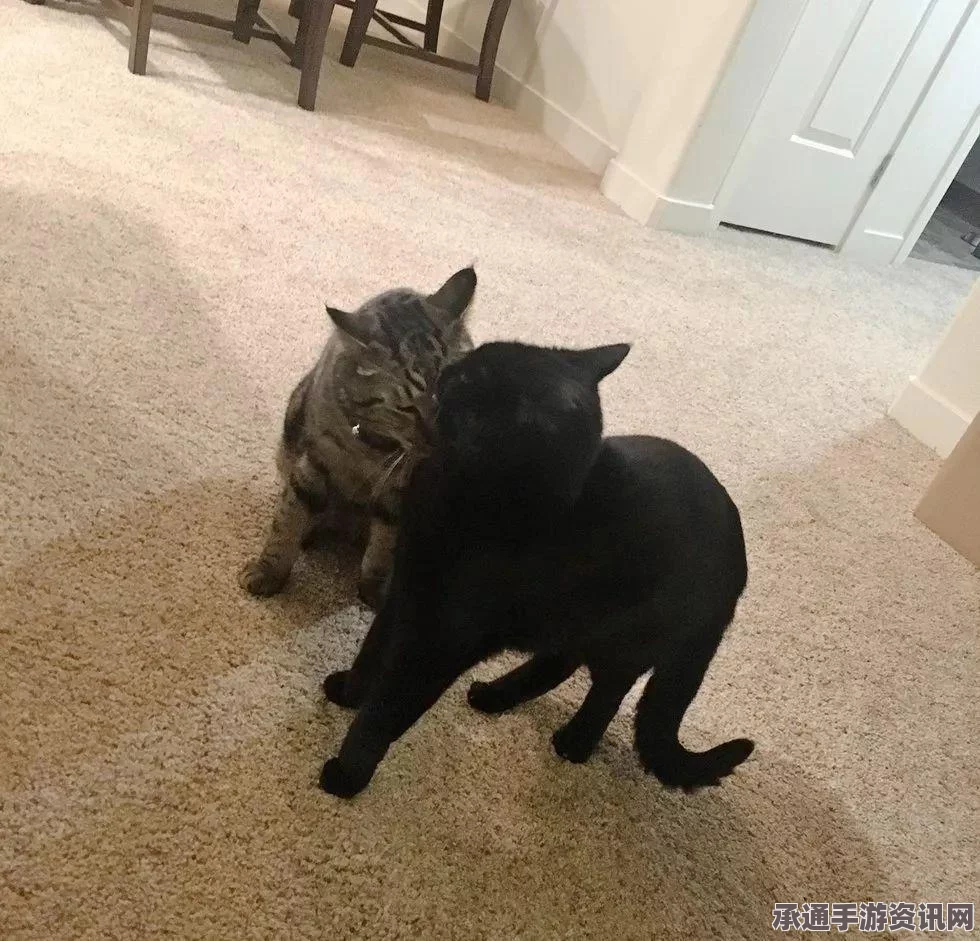 猫咪神秘消失五年再现，跨越半个美国与主人重逢，寻找与团聚的技巧方法