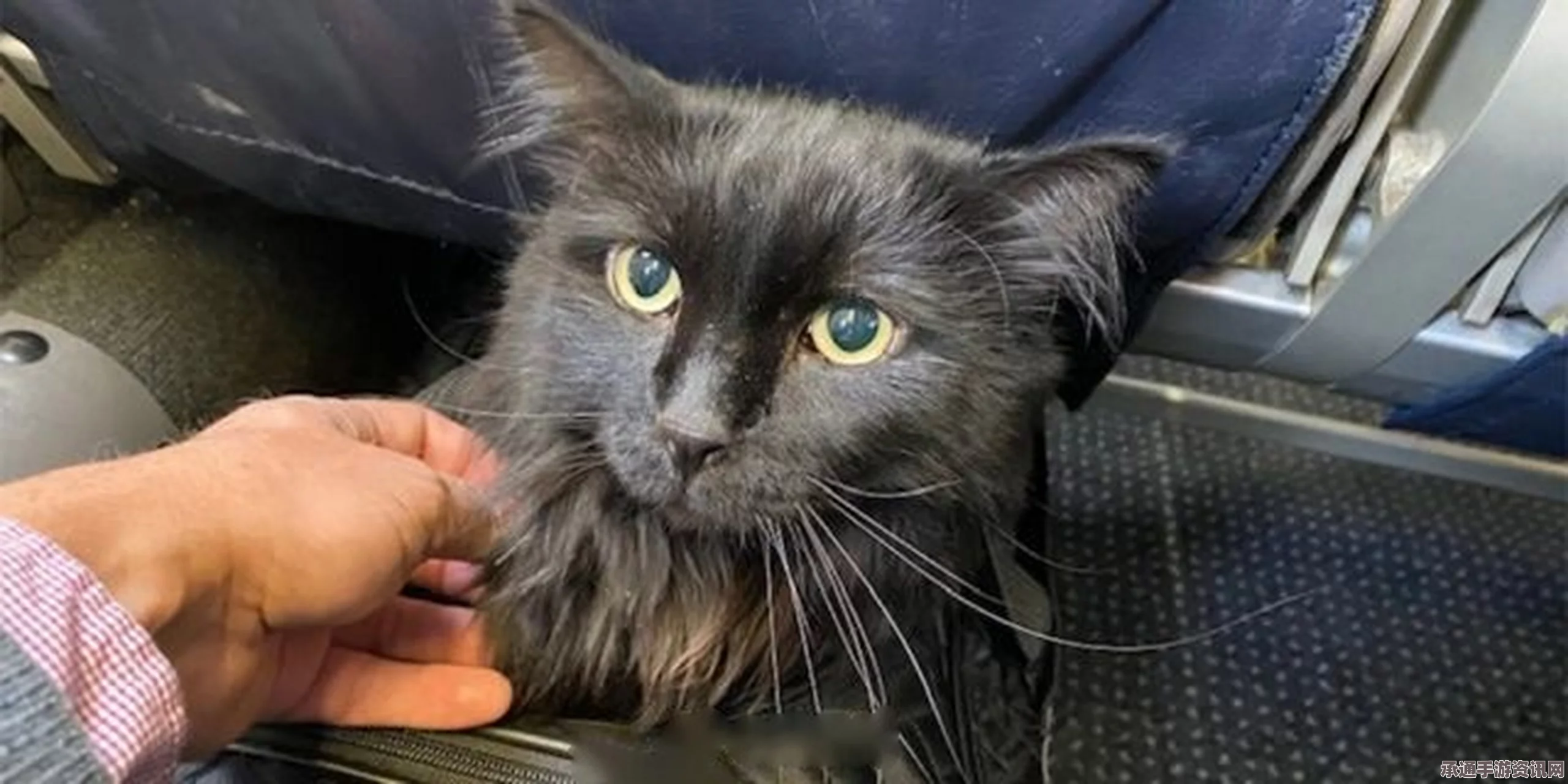 猫咪神秘消失五年再现身，跨越半个美国与主人重逢，奇迹背后的重逢技巧与方法