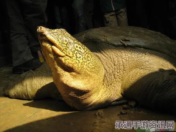 越南百年神鳖逝世，全国震动与背后的故事（附图）