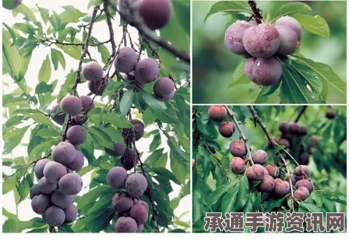 物华弥新果树双管瓶技能强度介绍及技巧方法详解