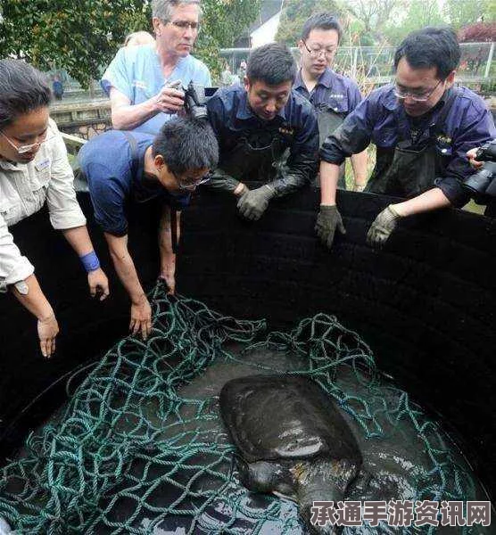 越南再现神秘海洋生物死亡事件，百年老鳖引发举国震动
