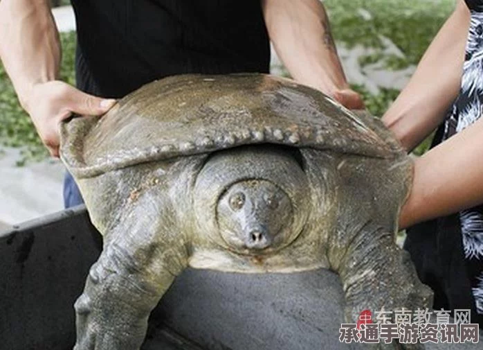 越南再现神秘海洋生物死亡事件，百年老鳖引发举国震动