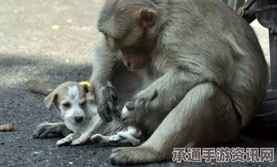 组图，印度猴子收养流浪小狗，温馨CP触动心灵
