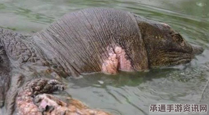 越南百年老鳖神秘传奇，死亡与神物收藏之旅探寻真相