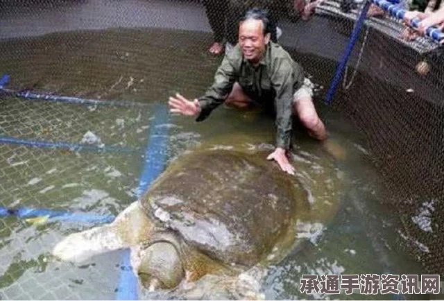 越南百年老鳖传奇，死亡与神物收藏之旅