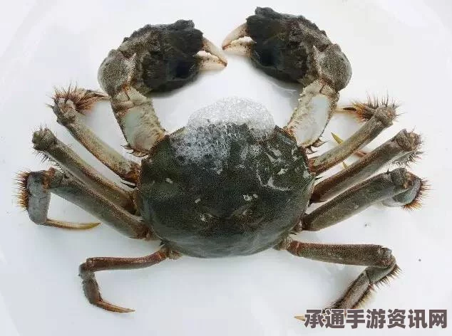 越南百年老鳖传奇，死亡与神物收藏之旅