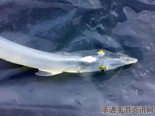严寒下的挑战，朝鲜大寒日垂钓技巧与体验分享