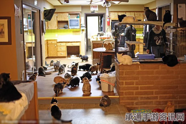 美国老人豪华猫舍背后的故事，锈迹拖车揭示生活启示录