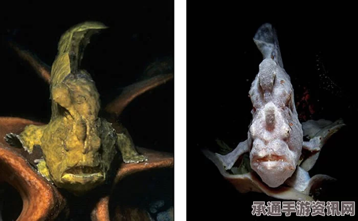 新西兰惊现奇异怪鱼，神秘生物酷似外星生物，融合鱼、鸟、蛙的特征（图文解析）