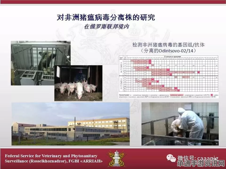 俄罗斯猪流感疫情爆发，防治策略与应对方法探讨