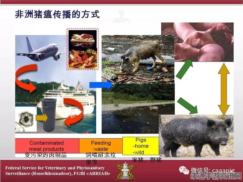 俄罗斯猪流感疫情爆发，应对方法与防治策略